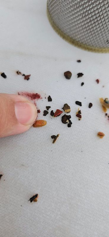 Debris recovered from an AC strainer, held in a palm.